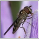 Melangyna lasiophthalma w01.jpg